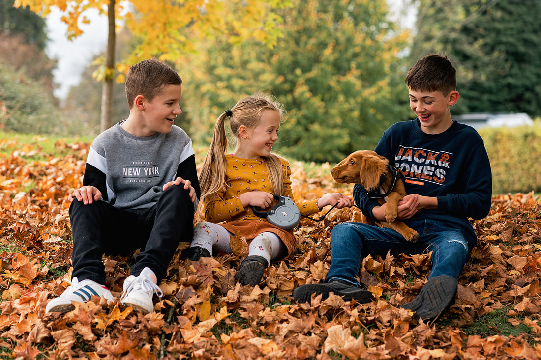 two boys and a girl sitting on brown leaves playing with a cocker spaniel dog
